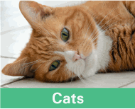 Button image linking to Cat Products showing a ginger cat