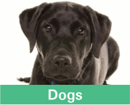 Button linking to the products for dogs showing a black labrador