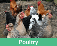 Button image linking to Poultry Products showing a some hens