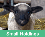 Button image linking to Small Holding Products showing a lamb