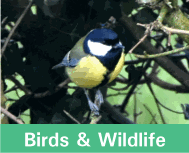 Button image linking to Bird & Wildlife Products showing a great tit