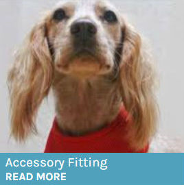 Image of a dog wearing a harness as button to link to the Accessory Fitting page